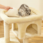 chat sur un arbre à chat compact beige dans un salon