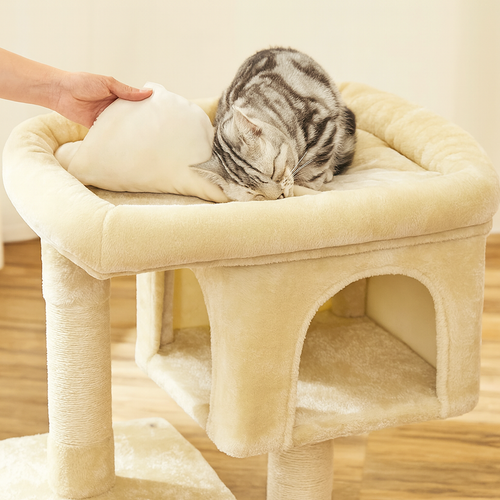 chat sur un arbre à chat compact beige dans un salon